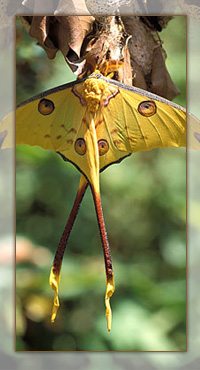 La comète, le papillon le plus grand du monde