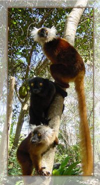 Les lémuriens, les stars du tourisme à Madagascar