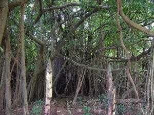 Le Banian, un arbre sacré