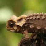 brookesia perarmata