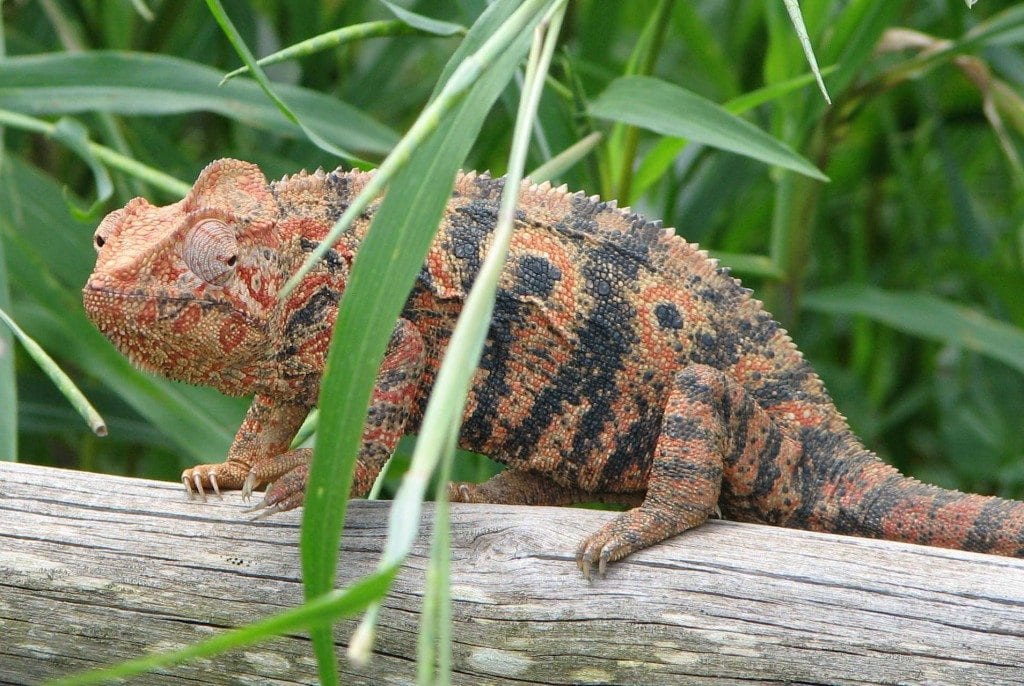 cameleon d'oustalet