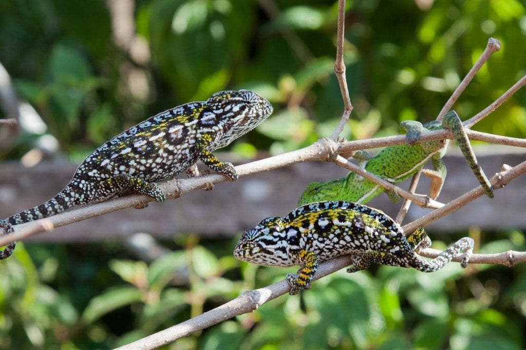 furcifer campani