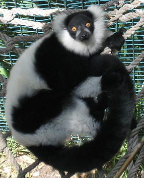 lemur varecia