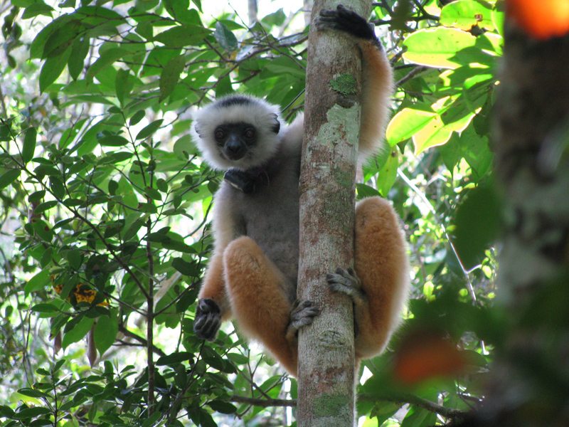 lemurien propitheque de diadema