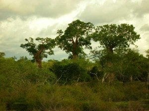 La forêt sèche des Mikea