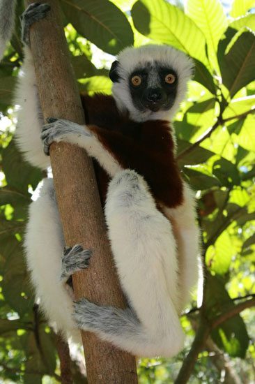 lemurien indri