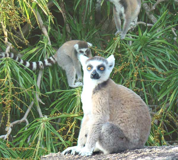 Lemur Catta de la réserve de Bezaha-Mahafaly