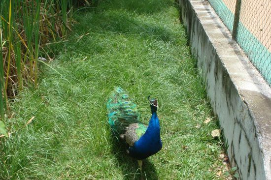 Parc botanique Tsimbazaza