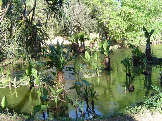 Plante à Madagascar