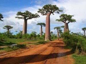 Allée des baobabs