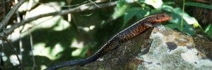 Lézard